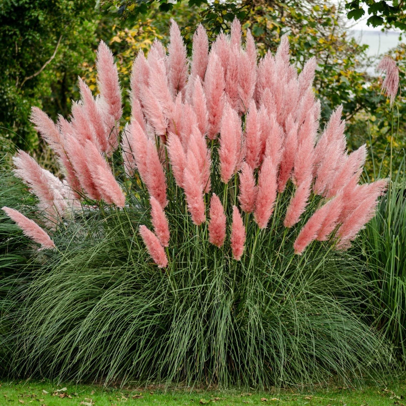 Pink Pampas Ornamental Grass (Cortaderia Selloana 'Pink') Seeds Garden
