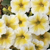 50 pcs Yellow White Petunia Seed Containers Hanging Baskets Window Seed - £4.49 GBP