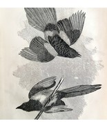 Common Magpie Victorian 1856 Bird Wood Engraving Antique Nature Ephemera... - $54.86 CAD