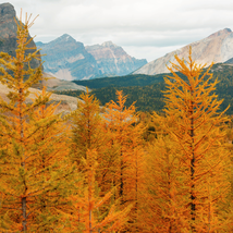 Larch &#39;Golden Noodles&#39; Series Heirloom Larix Tree Golden-yellow 50 PCS Seeds - £8.00 GBP