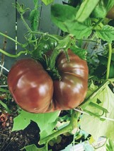 USA Store Black Krim Tomato Seeds Non Gmo 45 Seeds Fast Ship - £6.69 GBP