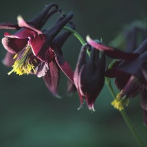 New Black Columbine Seeds Flowering Shade Perennial Aquilegia Atrata Fre... - £8.65 GBP