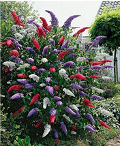 50 Mixed Butterfly Bush Buddleia Davidii Seeds Fresh Seeds - £4.11 GBP