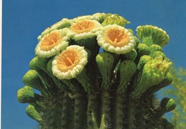 Saguaro Cactus in Bloom Unposted Postcard Impact Photography Dick Dietrich - £10.16 GBP
