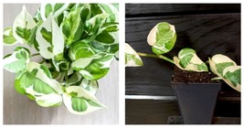 small starter NJOY Pothos Houseplants Live Plant in Pot indoor  - £50.18 GBP