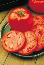 Bulk Homestead 24 Tomato Seeds SS - £11.18 GBP