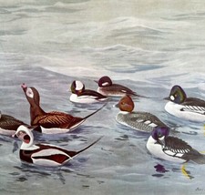 Squaw Bufflehead Ducks 1955 Plate Print Birds Of America Nature Art DWEE31 - £19.97 GBP