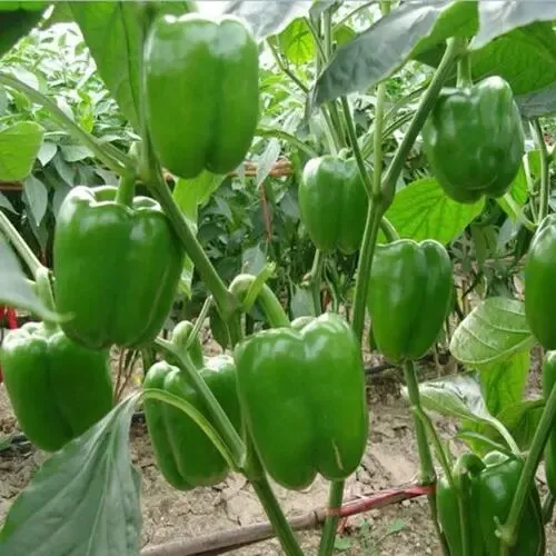 Green Bell Pepper 50 Seeds Emerald Giant Sweet Pepper Non-Gmo Fast Shipping US - £8.61 GBP