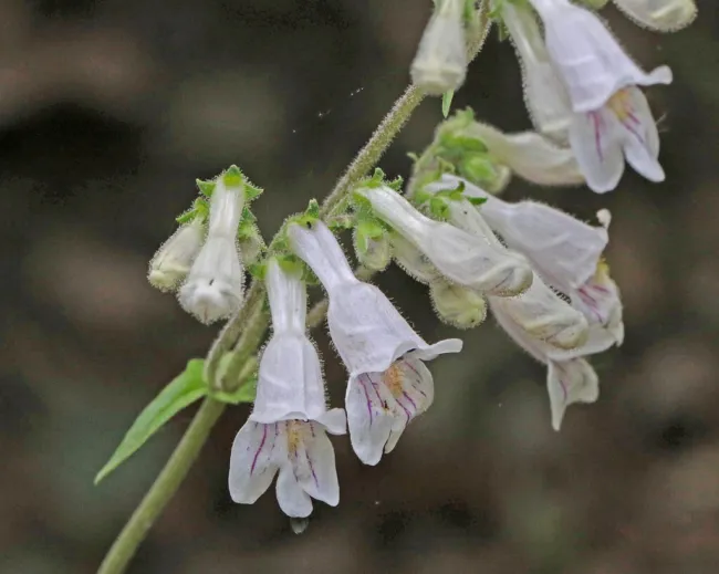 500 Pale Beardtongue Penstemon Pallidus Flower Seeds Fresh Garden - £15.97 GBP