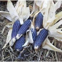 Corn, Blue Shaman Popcorn Heirloom Non-GMO 20 Seeds - £7.96 GBP