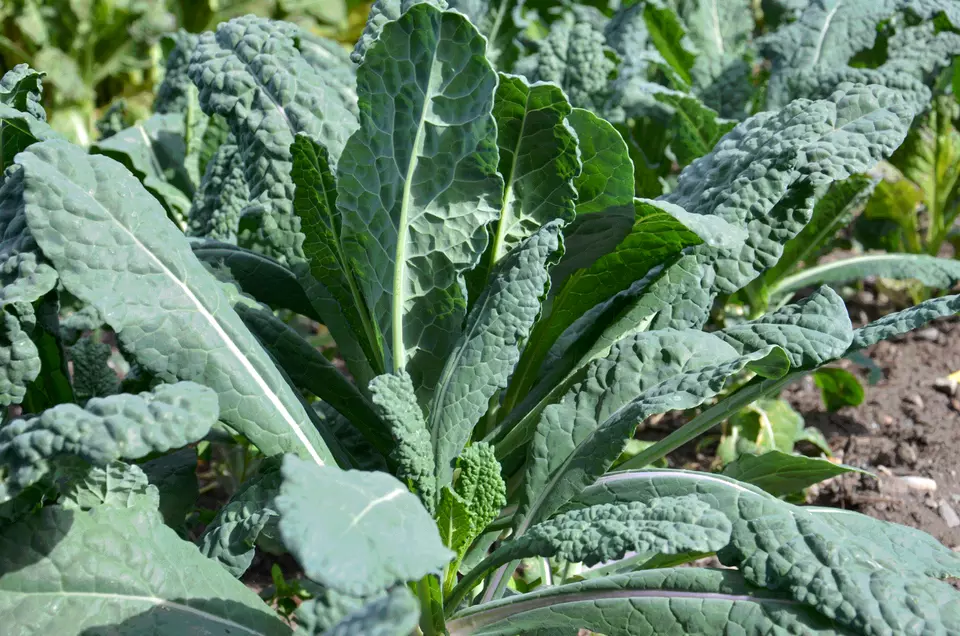 600 LACINATO Dinosaurus KALE Seeds Organic Spring Fall Garden - £4.88 GBP