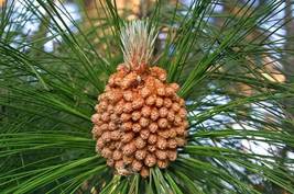 FROM US 20 Seeds Pinus Roxburghii Chir Pine Imodi Pine GV18 - £25.56 GBP