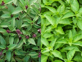 250+ Seeds Thai Basil Asian Herb Ocimum Basilicum Fragrant - £9.58 GBP