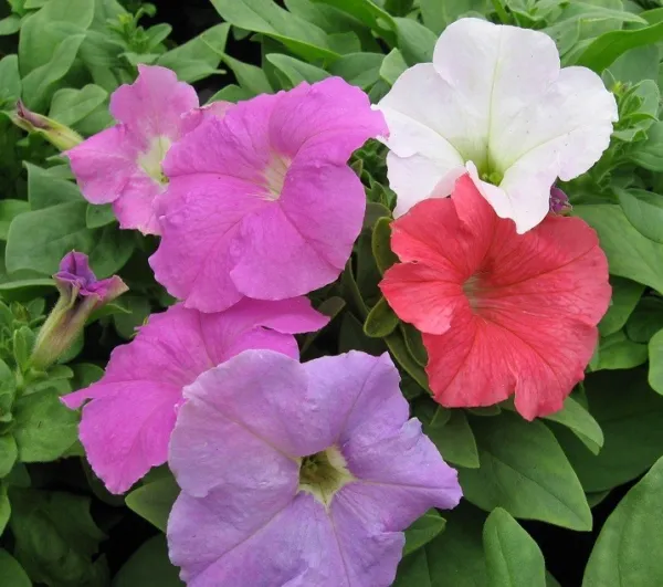 50 Pelleted Petunia Seeds Stormy Weather Mix Storm Series Flower Seeds Fresh - £9.58 GBP