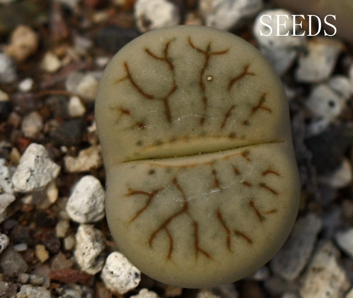 SEEDS -Lithops pseudotruncatella Split Pea 20seeds C104 - $16.88