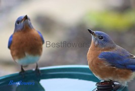 Mirror Image of Pair Eastern Bluebirds - 8x10 Unframed Photograph - $17.50