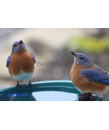 Mirror Image of Pair Eastern Bluebirds - 8x10 Unframed Photograph - $24.21 CAD
