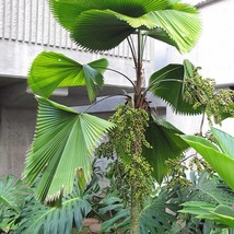 Licuala Grandis Ruffled Fan Palm 5 Seeds Fresh Seeds - £17.67 GBP