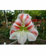 SR 1 small Amaryllis (Hippeastrum) United Nations off-set 4-8 cm. in cir... - $23.90