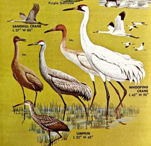 Cranes &amp; Limpkins Varieties And Types 1966 Color Bird Art Print Nature A... - $19.99
