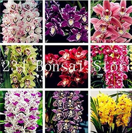 100Pcs Cymbidium Orchid Seeds Mixed 9 Types Of African Cymbidiums Flowers - $9.99