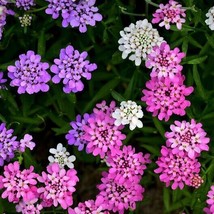 New Fresh Seeds Candytuft Mixed Colors Ground Cover Pollinators Fragrant 500 See - $5.96