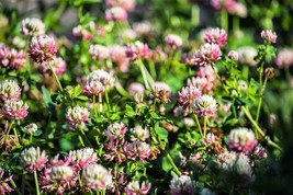 AW 1500 Alsike Clover Trifolium Hybridum Pink &amp; White Flower Legume Seed... - $10.79