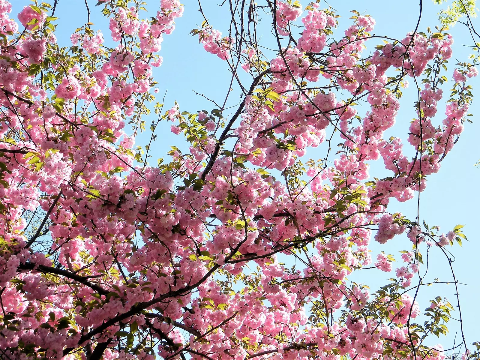 5 HIMALAYAN CHERRY Prunus Cerasoides Pink Flowers Red Fruit Tree Seeds Item image 2