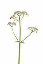 50 Valeriana Officinalis Seeds  Valerian Root  Perennial Medicinal Sleep... - $9.89