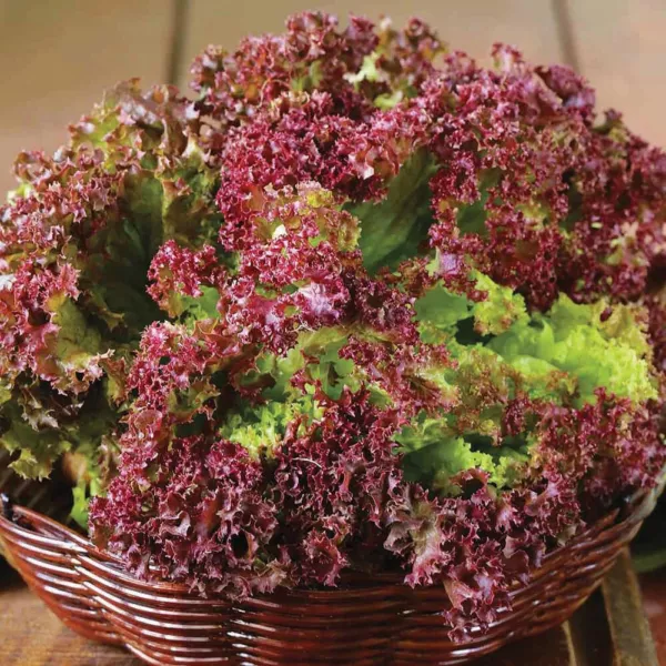 DW Garden Seeds 800 Lolla Rosso Darky Leaf Lettuce Seeds Fresh - $9.99