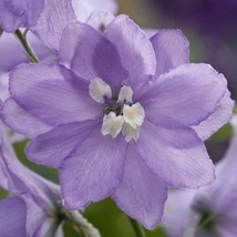 25 Magic Fountains Lavender W White Bee Delphinium Flower Seeds Perennial - £14.12 GBP