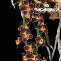 CHILOSCHISTA LUNIFERA SMALL LEAFLESS ORCHID MOUNTED PLANT - $33.00