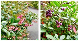 200 Salal Berry Seeds (Gaultheria shallon) Edible Fruits, Evergreen Shrub Bush - £15.15 GBP
