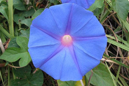 Jstore USA Ipomoea indica Morning Glory Blue Dawnflower Oceanblue  10 Fresh Seed - £11.26 GBP