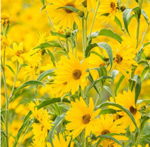 Sunflower Maximilian Perennial Flowers Butterflies Finches / Organic Seeds / - £5.16 GBP