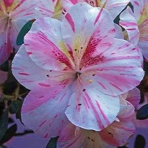 Amy Azalea Rhododendron Starter Plant Splashed With Pink Stripes Splotches A Rar - $34.89