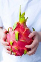 Dragon Fruit (Pitahaya) Plant Cuttings, Plant Seeds Dragon Fruit for garden - $4.69