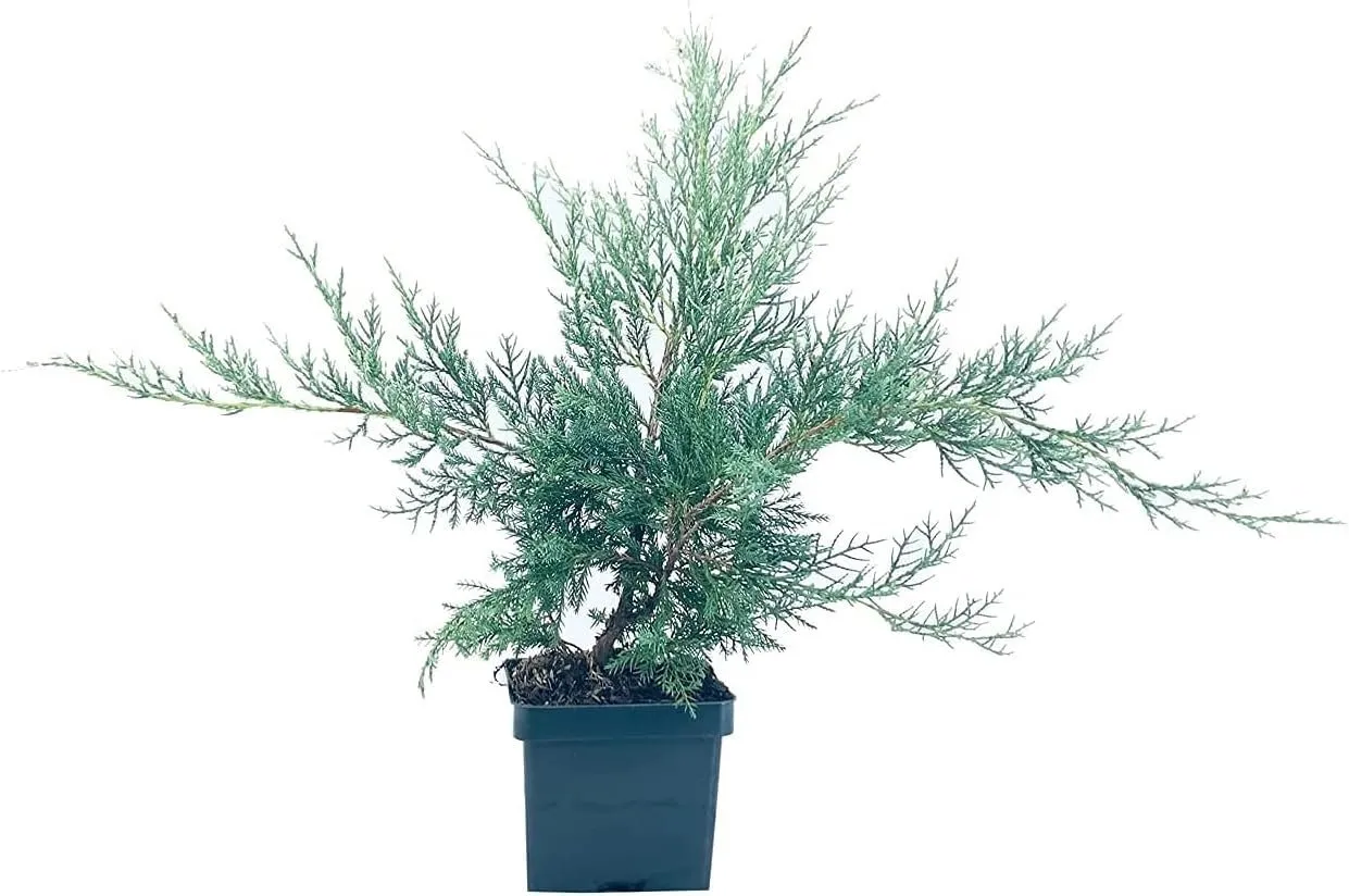 Juniper Angelica Blue Live 4nch Pot Juniperus Chinensis Drought - $40.77