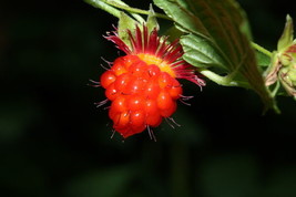 Rubus Spectabilis Salmon Berry Fruit Seeds Garden Us Seller - £13.88 GBP