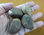 (tn-4) 4 small natural Tagua Nut whole nuts for craft Carving Dried plai... - $15.88