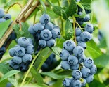 200 Seeds Southern Blueberry Fruit Seeds Sweet Non Gmo Fresh Harvest Fas... - $8.99