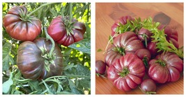 300 Seeds / Pack Purple Calabash Tomato Seeds, Professional Pack - £17.32 GBP