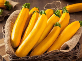 25+ Gourmet Gold Zucchini Squash Seeds Garden - £6.82 GBP