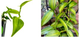 Live Plant Variegated Vanilla Bean Orchid - Vanilla planifolia variegata  - £53.42 GBP