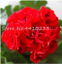 Kasuki Seed 50 Pcs Colorful Geranium Seed Flower Perennial Fleur Graine Geranium - £24.01 GBP