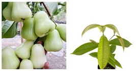 Live Fruit Tree 12”-24” Green Wax Apple / Jambu (Syzygium Samarangense) - $84.99