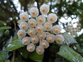 Hoya Sunrise Live Plant~Well Rooted Live Plant 5 To 7 Inches Tall In 2.5... - £22.59 GBP