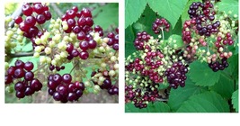 50 seeds American spikenard Aralia racemosa Native perennial  - $22.99