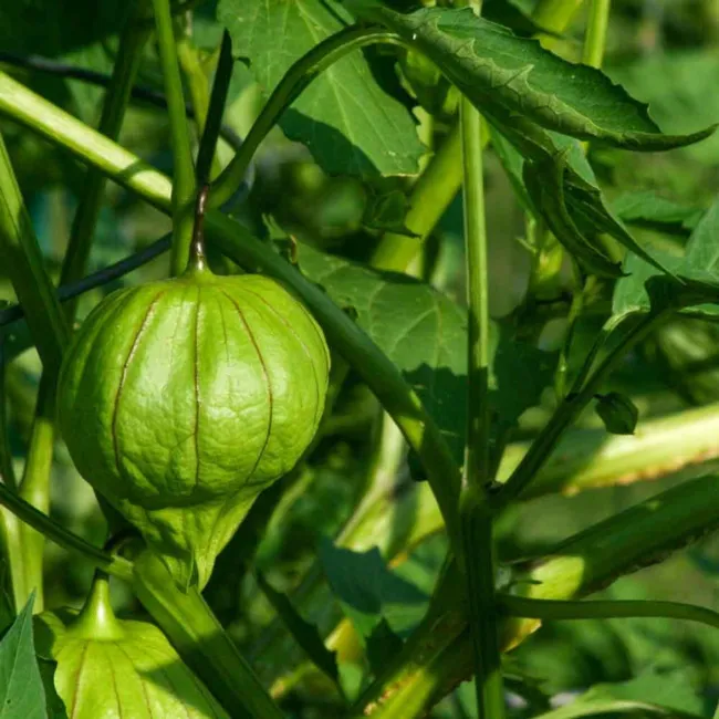 Tomatillo Verde Rio Grande Heirloom Seeds Nongmo Physalis Ixocarpa 50Seed Fresh  - £11.17 GBP