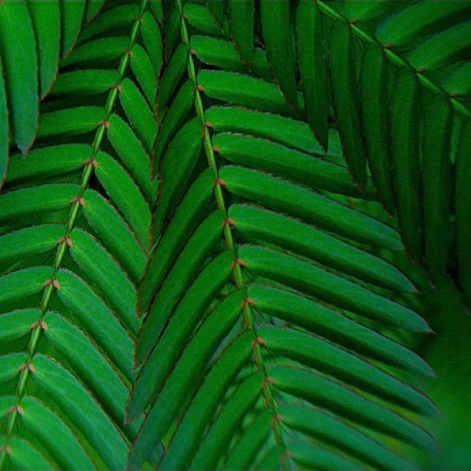 SENSITIVE PLANT Mimosa Pudica - 50+ SEEDS - $9.69